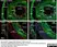 Anti Mouse CD68 Antibody, clone FA-11 thumbnail image 19
