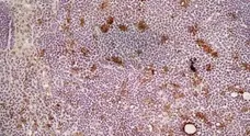 Anti Mouse CD68 Antibody, clone FA-11 gallery image 2