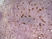 Anti Mouse CD68 Antibody, clone FA-11 thumbnail image 1