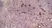 Anti Mouse CD68 Antibody, clone FA-11 thumbnail image 2