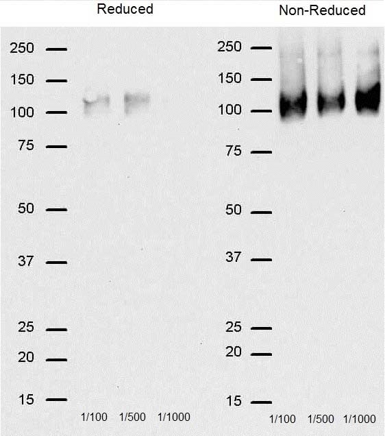 Anti Mouse CD68 Antibody, clone FA-11 gallery image 1