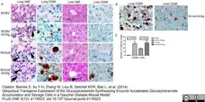 Anti Mouse CD68 Antibody, clone FA-11 gallery image 20