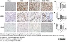 Anti Mouse CD68 Antibody, clone FA-11 gallery image 21