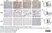 Anti Mouse CD68 Antibody, clone FA-11 thumbnail image 21