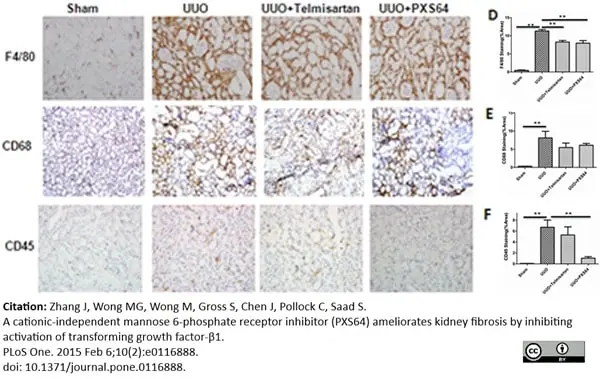 Anti Mouse CD68 Antibody, clone FA-11 gallery image 21