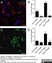 Anti Mouse CD68 Antibody, clone FA-11 thumbnail image 22
