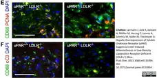 Anti Mouse CD68 Antibody, clone FA-11 gallery image 23