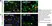 Anti Mouse CD68 Antibody, clone FA-11 thumbnail image 23