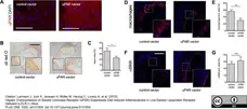 Anti Mouse CD68 Antibody, clone FA-11 gallery image 25