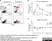 Anti Mouse CD68 Antibody, clone FA-11 thumbnail image 26