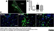 Anti Mouse CD68 Antibody, clone FA-11 gallery image 27