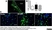 Anti Mouse CD68 Antibody, clone FA-11 thumbnail image 27