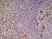 Anti Mouse CD68 Antibody, clone FA-11 thumbnail image 3