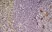 Anti Mouse CD68 Antibody, clone FA-11 thumbnail image 3