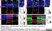 Anti Mouse CD68 Antibody, clone FA-11 thumbnail image 32