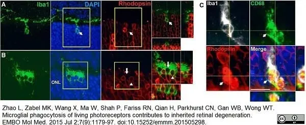 Anti Mouse CD68 Antibody, clone FA-11 gallery image 33