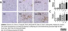 Anti Mouse CD68 Antibody, clone FA-11 gallery image 35