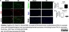 Anti Mouse CD68 Antibody, clone FA-11 gallery image 37