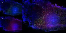 Anti Mouse CD68 Antibody, clone FA-11 gallery image 4