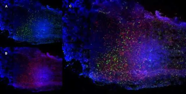 Anti Mouse CD68 Antibody, clone FA-11 gallery image 4
