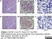 Anti Mouse CD68 Antibody, clone FA-11 thumbnail image 40