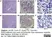 Anti Mouse CD68 Antibody, clone FA-11 thumbnail image 40