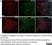 Anti Mouse CD68 Antibody, clone FA-11 thumbnail image 41