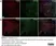 Anti Mouse CD68 Antibody, clone FA-11 thumbnail image 41