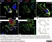 Anti Mouse CD68 Antibody, clone FA-11 thumbnail image 42