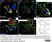 Anti Mouse CD68 Antibody, clone FA-11 thumbnail image 42