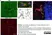 Anti Mouse CD68 Antibody, clone FA-11 thumbnail image 44
