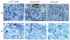 Anti Mouse CD68 Antibody, clone FA-11 gallery image 45