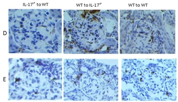 Anti Mouse CD68 Antibody, clone FA-11 gallery image 45