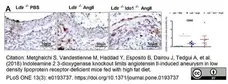 Anti Mouse CD68 Antibody, clone FA-11 gallery image 47