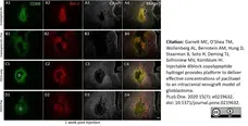 Anti Mouse CD68 Antibody, clone FA-11 gallery image 48