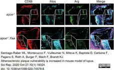 Anti Mouse CD68 Antibody, clone FA-11 gallery image 49