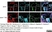 Anti Mouse CD68 Antibody, clone FA-11 thumbnail image 49