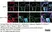 Anti Mouse CD68 Antibody, clone FA-11 thumbnail image 49
