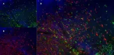 Anti Mouse CD68 Antibody, clone FA-11 gallery image 5