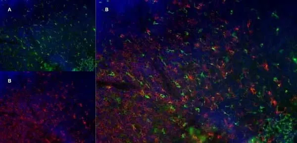 Anti Mouse CD68 Antibody, clone FA-11 gallery image 5