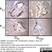 Anti Mouse CD68 Antibody, clone FA-11 thumbnail image 51