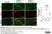 Anti Mouse CD68 Antibody, clone FA-11 thumbnail image 53