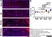 Anti Mouse CD68 Antibody, clone FA-11 thumbnail image 53