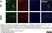 Anti Mouse CD68 Antibody, clone FA-11 thumbnail image 55