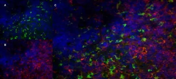 Anti Mouse CD68 Antibody, clone FA-11 gallery image 6