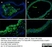 Anti Mouse CD68 Antibody, clone FA-11 thumbnail image 59