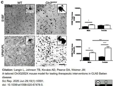 Anti Mouse CD68 Antibody, clone FA-11 gallery image 61