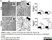 Anti Mouse CD68 Antibody, clone FA-11 thumbnail image 60