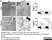 Anti Mouse CD68 Antibody, clone FA-11 thumbnail image 61