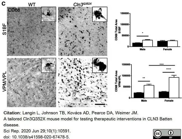 Anti Mouse CD68 Antibody, clone FA-11 gallery image 61